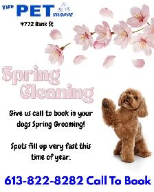 Book Your Spring Groom Today