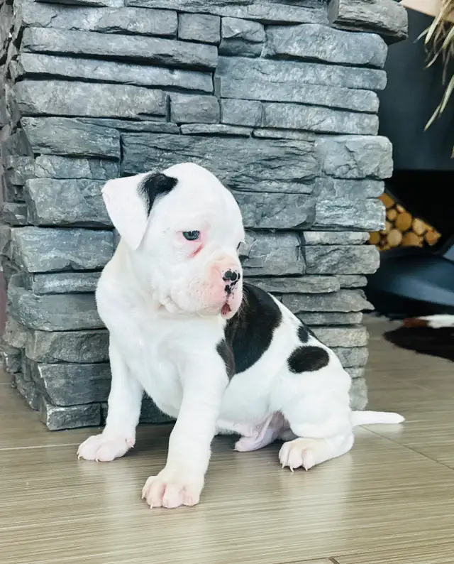Boxer Puppy Male