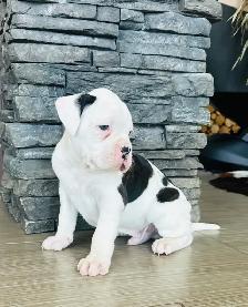 Boxer Puppy Male