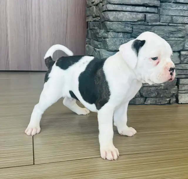 Boxer Puppy Male - Photo 2