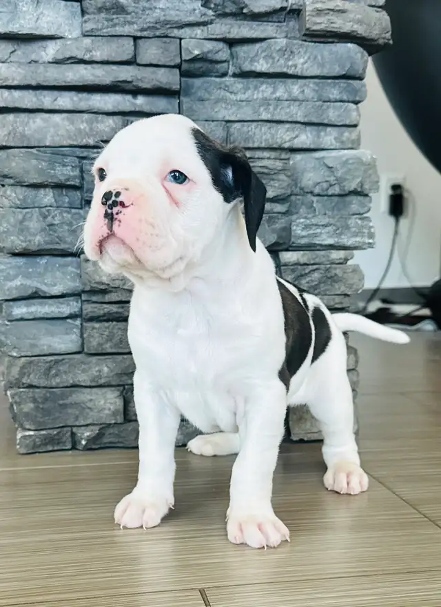 Boxer Puppy Male - Photo 3