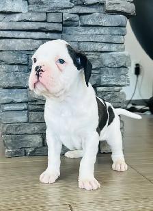 Boxer Puppy Male - Photo 3