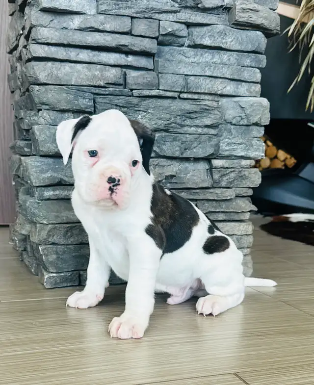 Boxer Puppy Male - Photo 4