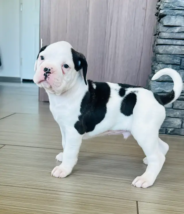 Boxer Puppy Male - Photo 5