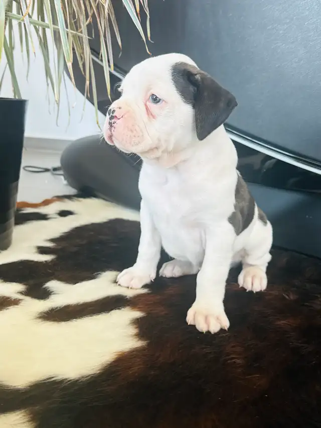Boxer Puppy Male - Photo 6