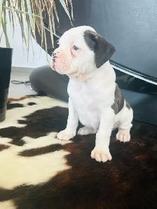 Boxer Puppy Male - Photo 6