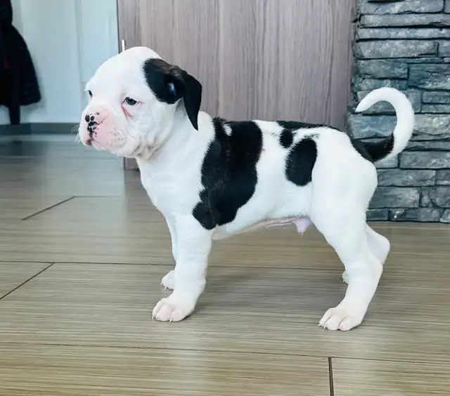 Boxer Puppy Male - Photo 7