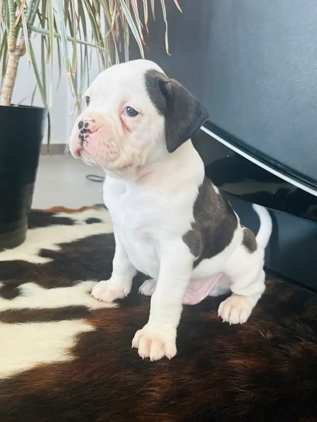 Boxer Puppy Male - Photo 8
