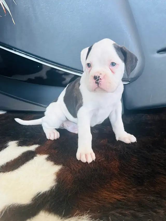 Boxer Puppy Male - Photo 9