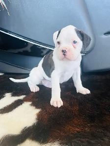 Boxer Puppy Male - Photo 9