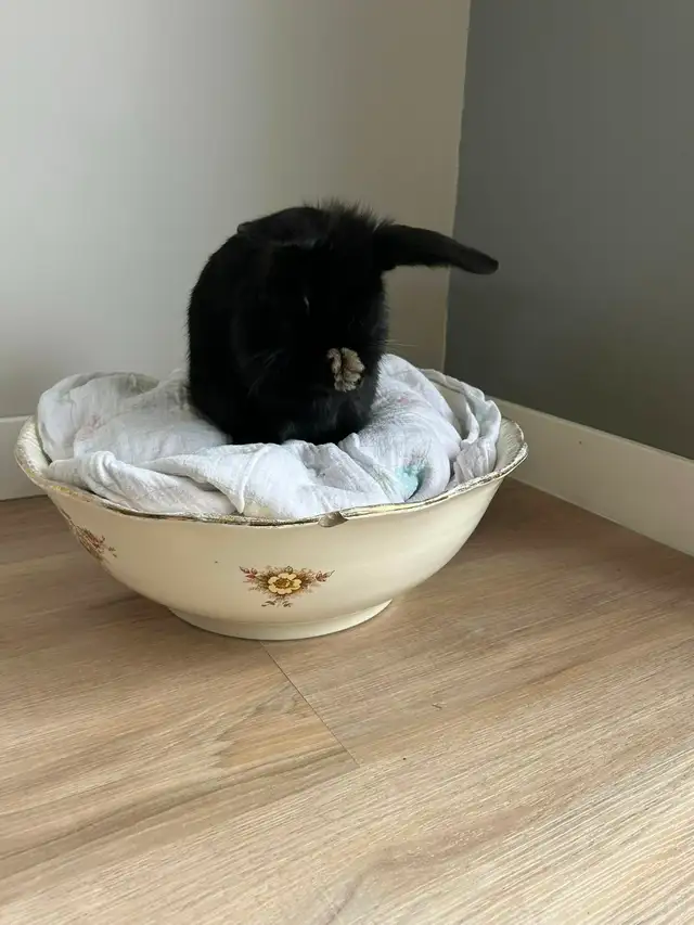 Rascally Rabbit Rescue - Caviar!