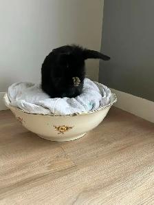 Rascally Rabbit Rescue - Caviar!