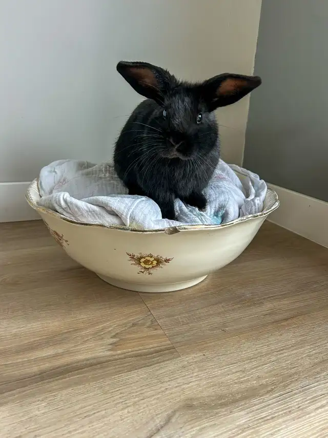 Rascally Rabbit Rescue - Caviar! - Photo 2