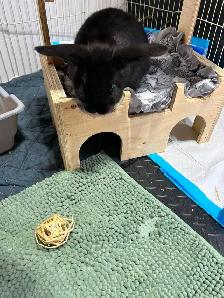 Rascally Rabbit Rescue - Caviar! - Photo 3