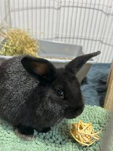 Rascally Rabbit Rescue - Caviar! - Photo 4