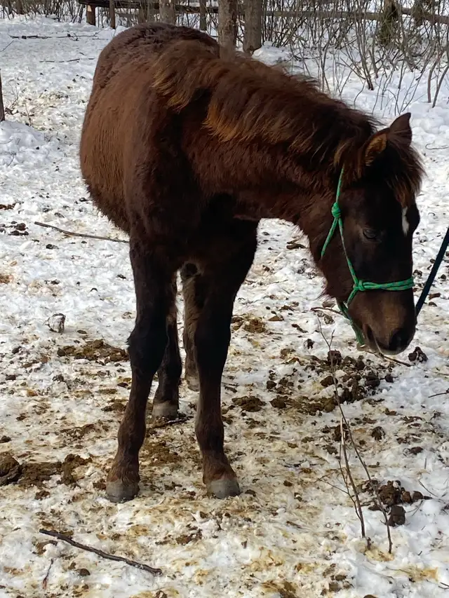 Updated Purebred Morgan chestnut weanling/yearling filly - Photo 3