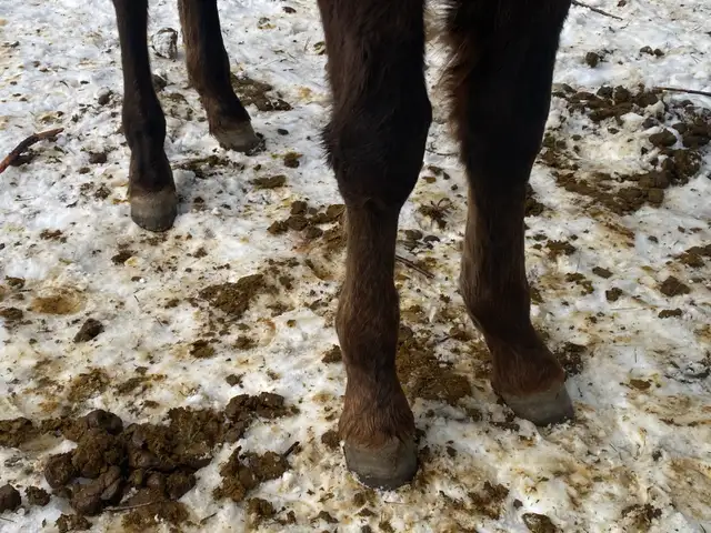 Updated Purebred Morgan chestnut weanling/yearling filly - Photo 4
