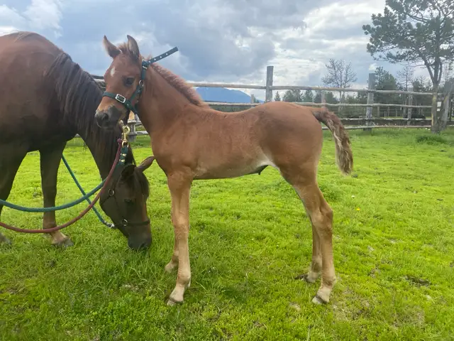 Updated Purebred Morgan chestnut weanling/yearling filly - Photo 6