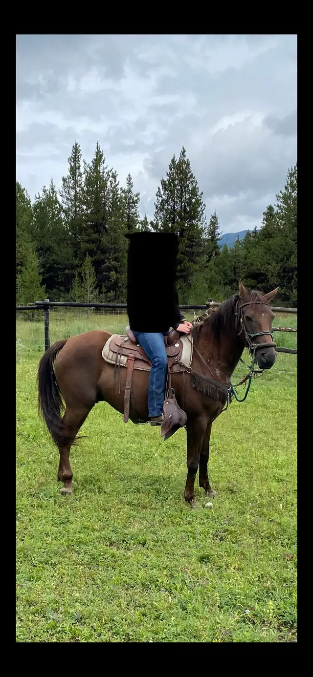 Updated Purebred Morgan chestnut weanling/yearling filly - Photo 9