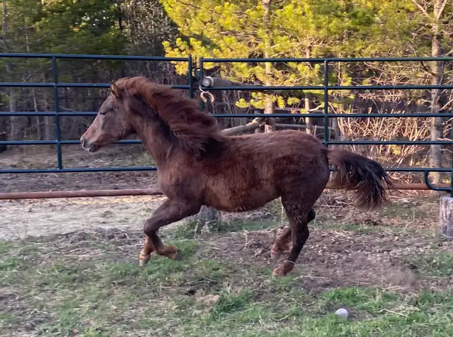 Updated Purebred Morgan chestnut weanling/yearling filly