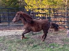 Updated Purebred Morgan chestnut weanling/yearling filly