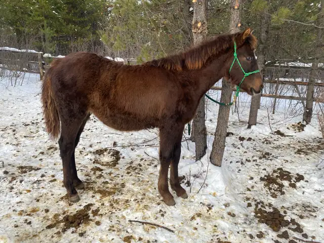 Updated Purebred Morgan chestnut weanling/yearling filly - Photo 2