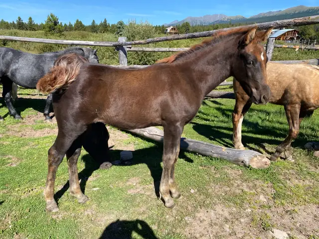 Updated Purebred Morgan chestnut weanling/yearling filly - Photo 5