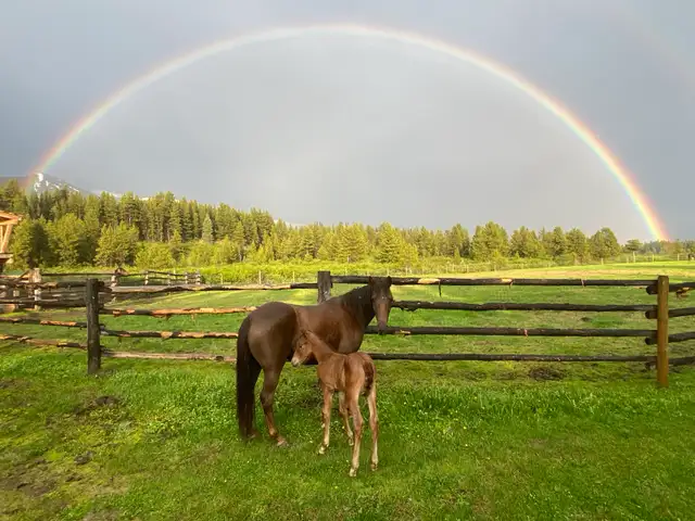 Updated Purebred Morgan chestnut weanling/yearling filly - Photo 7
