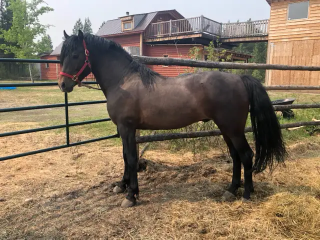 Updated Purebred Morgan chestnut weanling/yearling filly - Photo 10