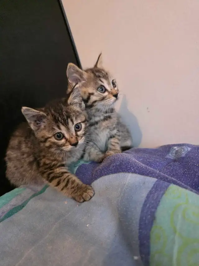 Chatons à vendre Bengal Mix !