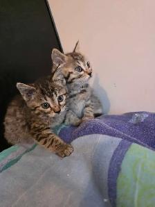 Chatons à vendre Bengal Mix !