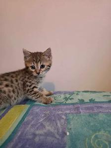 Chatons à vendre Bengal Mix ! - Photo 2