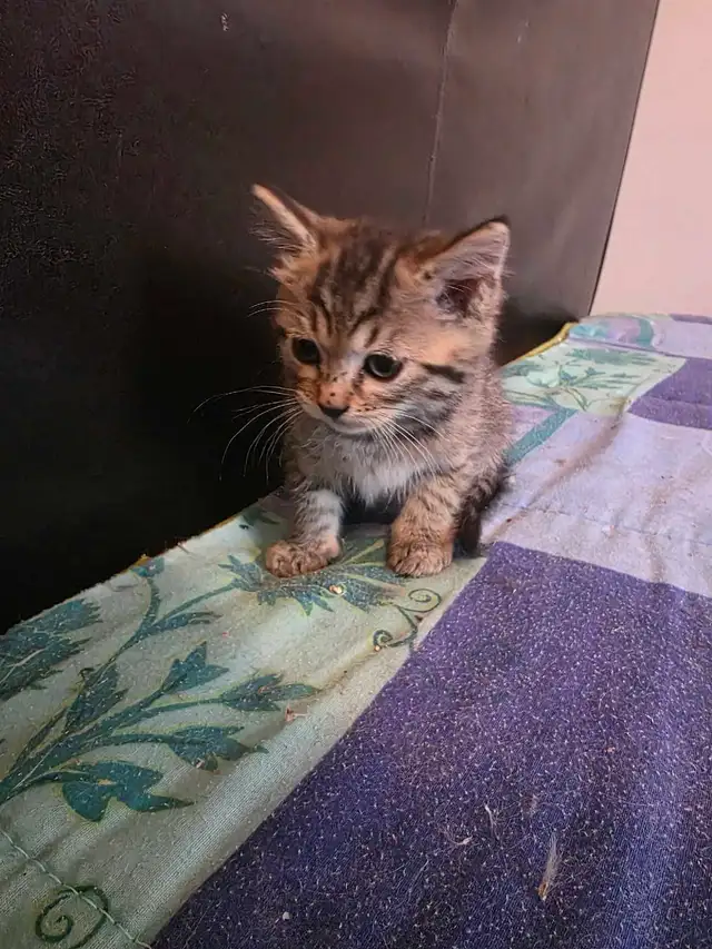 Chatons à vendre Bengal Mix ! - Photo 4