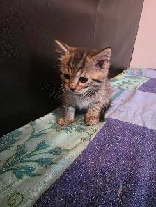 Chatons à vendre Bengal Mix ! - Photo 4