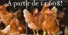 Jeunes poules brunes disponibles le 5 mai