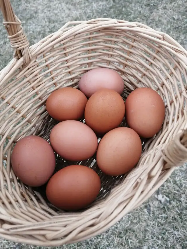 Jeunes poules brunes disponibles le 5 mai - Photo 2