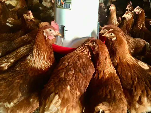 Brown laying hens available today!