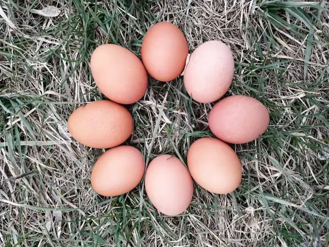 Brown laying hens available today! - Photo 2