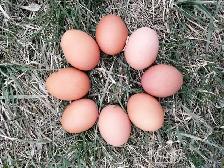 Brown laying hens available today! - Photo 2