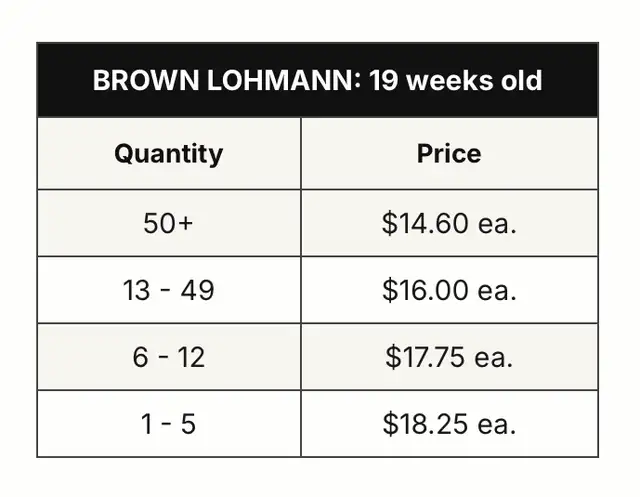 Brown laying hens available today! - Photo 3