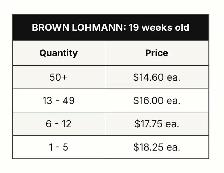 Brown laying hens available today! - Photo 3