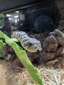 Sub-Adult Hognose