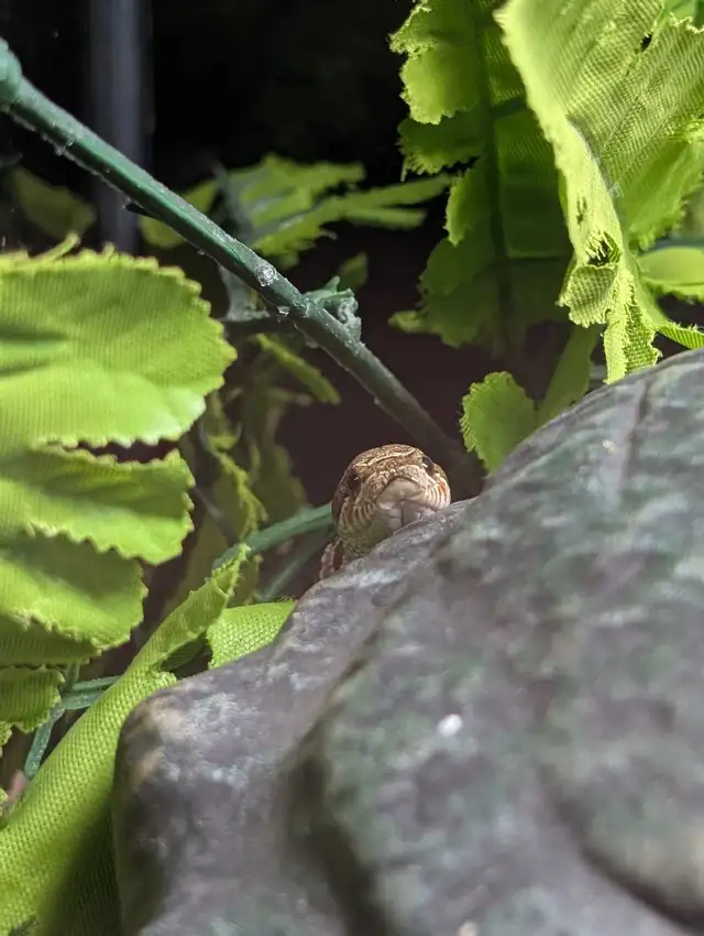 Sub-Adult Hognose - Photo 2