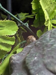 Sub-Adult Hognose - Photo 2