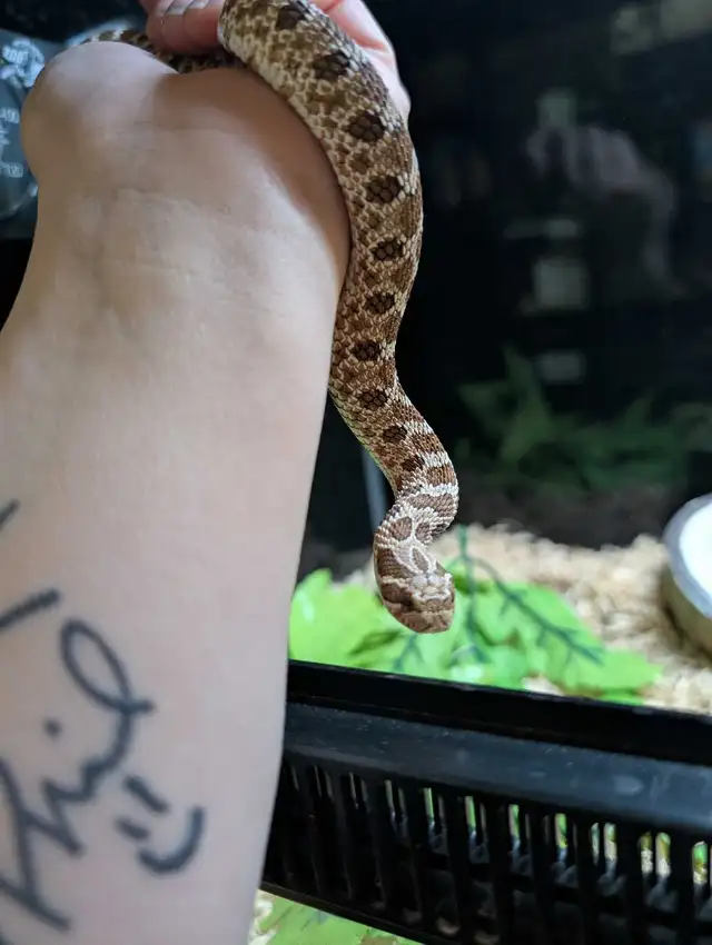 Sub-Adult Hognose - Photo 3