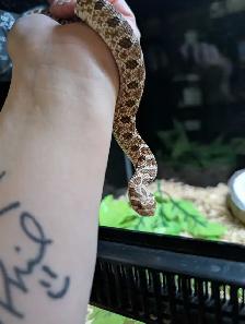 Sub-Adult Hognose - Photo 3