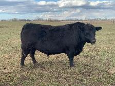 Lowline Angus Bulls