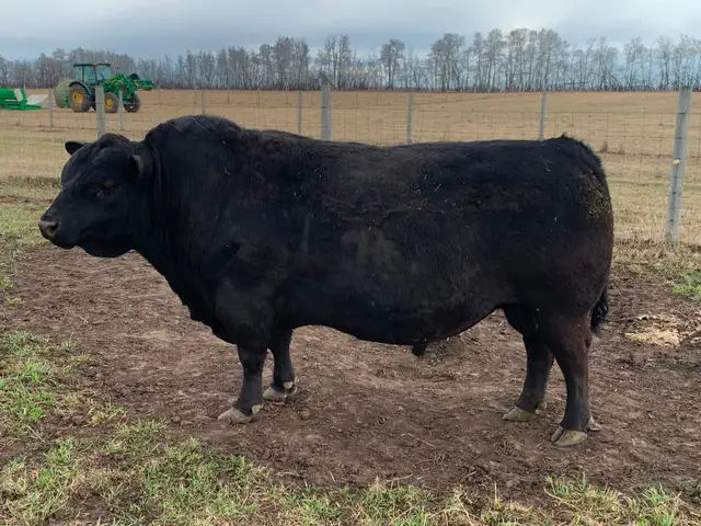 Lowline Angus Bulls - Photo 2