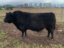 Lowline Angus Bulls - Photo 2