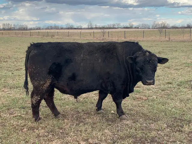 Lowline Angus Bulls - Photo 3